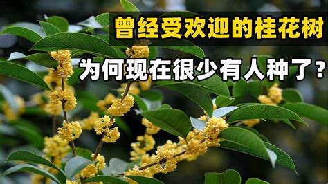 門口種桂花|家裡種桂花樹在風水上有什麼講究？這些禁忌要注意！。